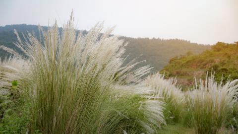 Wild Pampas Grass Swaying in the Breeze at Sunset